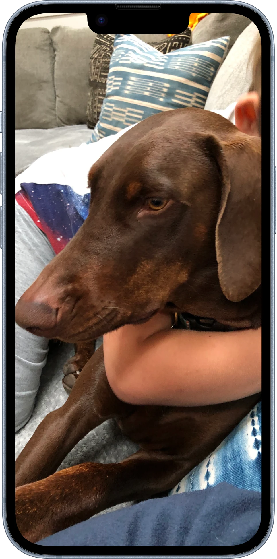 Rosie, one of the two rescue dogs the charity is named after