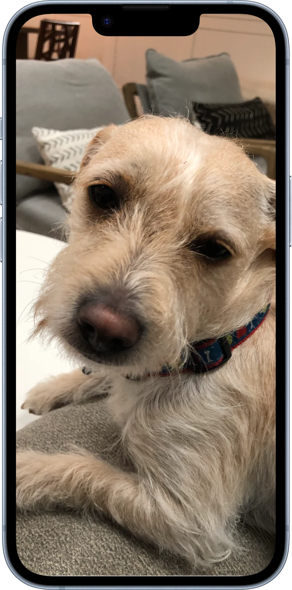 Teddy, the other rescue dog in the name