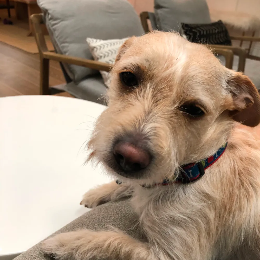 Teddy, the other rescue dog in the name